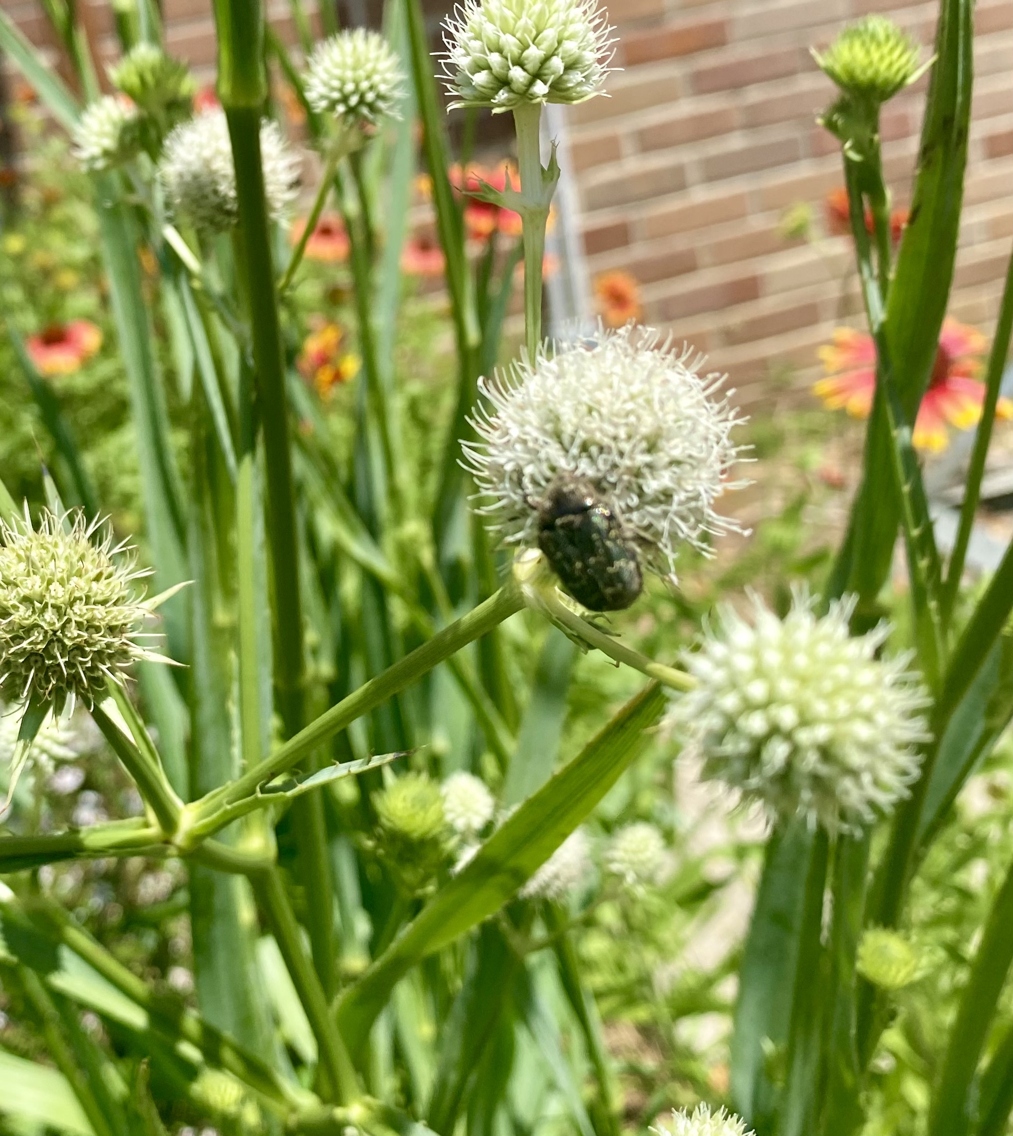 Beetle on plant.